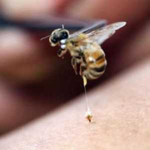 Cât de periculoase sunt mușcăturile de viespi? Primul ajutor
