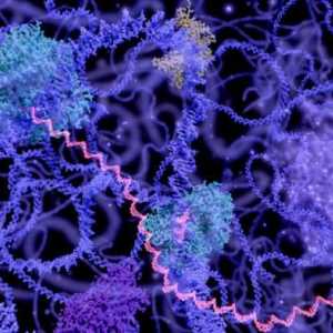 Membrane de celule organelle: specii, structură, funcții