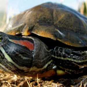 Animale neobișnuite: broască țestoasă cu broască roșie. Cât de mult pot aceste animale fără apă?