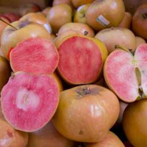 Varietate neobișnuită de mere de perle roz