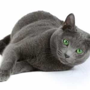 Rasă nemaipomenită de pisică: albastru rusesc