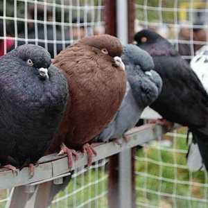 Porumbeii din Nikolaev sunt păsări care sunt apreciate în întreaga lume