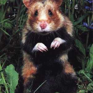 Hamster obișnuit: descriere, conținut și fotografii