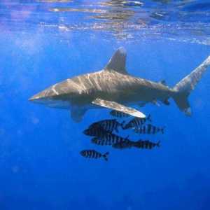 Oceanul rechin cu aripi lungi: descriere, caracteristici și habitat