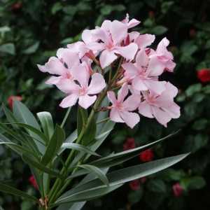 Oleander - o floare în casa ta
