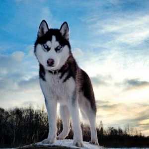 Descrierea caracterului rasei Husky din Siberia. Cum să ai grijă și cum să-l antrenezi pe husky?