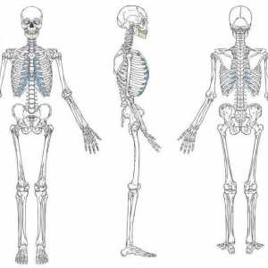 Sistemul musculoscheletic: funcții și structură. Dezvoltarea sistemului musculo-scheletic uman