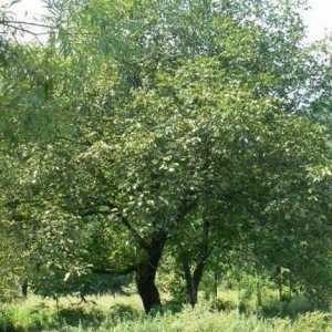 Nucă de arbori: trăsături de cultivare
