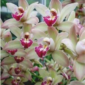 Orhidee cymbidium la domiciliu