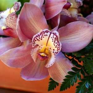 Orhidee cumbriene - o frumoasă creație a mâinilor umane