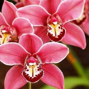 Orchid cymbidium: descriere, caracteristici și îngrijire la domiciliu
