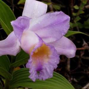 Orhidee sălbatică - întruparea sufletului unei frumoase fete Qui-May