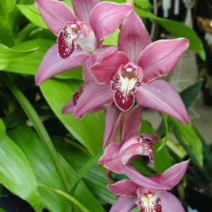 Orhidee și grijă pentru ea: cumpărăm o plantă sănătoasă și avem grijă de ea competent