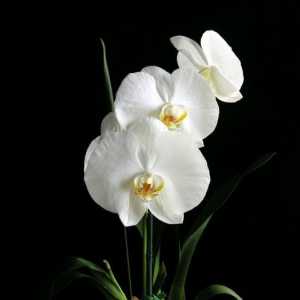 Orhidee - un vampir energic sau de unde provin benderurile?