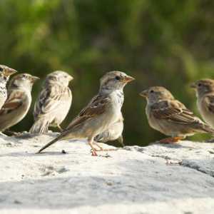 Stabilirea păsărilor. Numele păsărilor sedentare