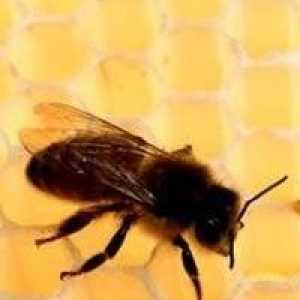 Toamna hrănirea albinelor: rapid, eficient, exact la timp