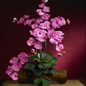 Caracteristicile conținutului epifita: cum să tăiați orhideea după înflorire