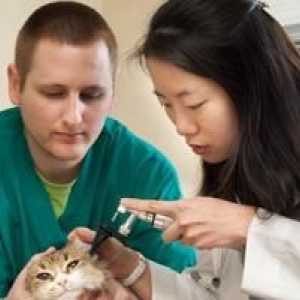 Otita la pisici: simptome și tratament al bolii urechii