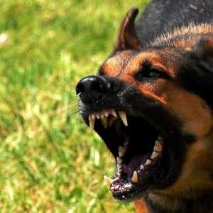 De unde provin câinii furioși și cum arată ei?