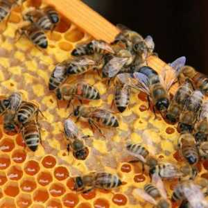Apicultura pentru începători: de unde să începem? Metode de apicultură