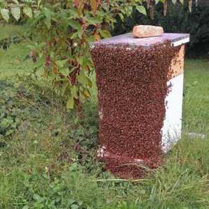 Apicultura: umflarea albinelor și măsuri de prevenire a acesteia