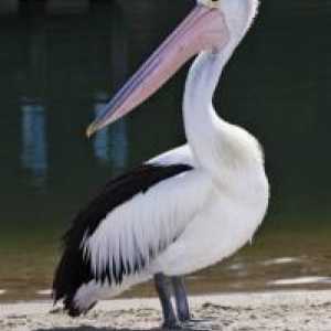 Pelican, pasăre: descriere și caracteristici. Pink, negru și alb și pelicani buclat
