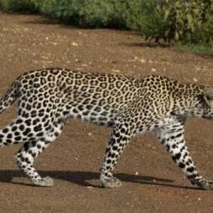 Leopardul asiatic. Aspect dispărut. descriere