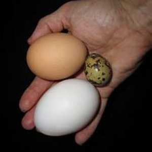Ouă de prepeliță: proprietăți utile pentru femei și bărbați