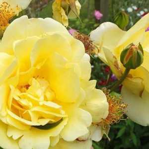 Плетистая роза Казино: отзывы, фото, описание
