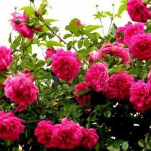 Плетистая роза Лагуна: описание и фото