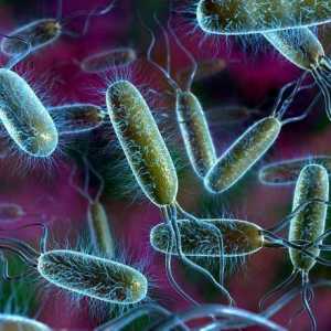 De ce apar bacteriile într-un domeniu special al vieții sălbatice?