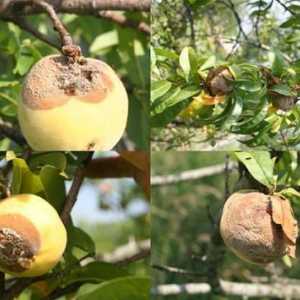 De ce mănâncă mărul pe un copac? Cum de a salva recolta?