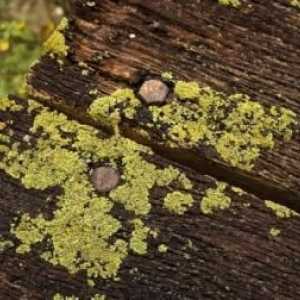 De ce lichenii sunt numiți pionieri ai vegetației și care este rolul lor în natură?