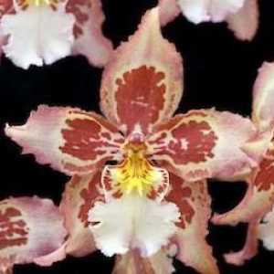 De ce orhideele cad boboci? Orhideele muguri uscate, ce ar trebui să fac?