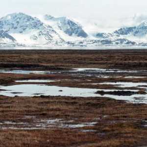 De ce există multe mlaștini și lacuri în tundra: principalele motive