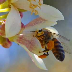 Proprietăți utile ale polenului colectate de albine