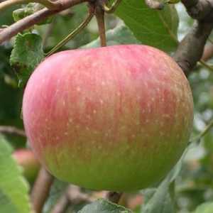 Plantarea de pomi de măr în toamnă în suburbii. Pieri de măr pitic pentru regiunea Moscovei: soiuri