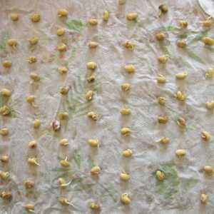 Plantarea semințelor în hârtie igienică. Condiții de germinare a semințelor