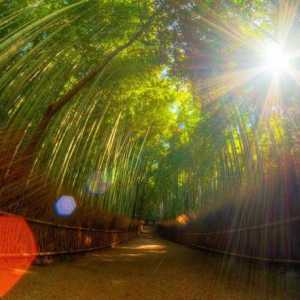 Articole de bambus: proprietăți și caracteristici ale aplicației