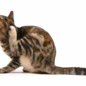Este adevărat că puricele sunt transmise oamenilor în pisici?