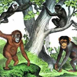 Primate - ce fel de familie? Ordinea primatelor și evoluția lor