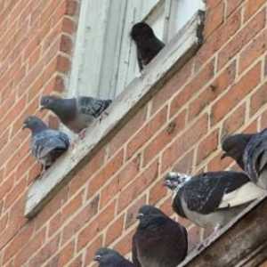Semne. Porumbeii stau pe pervazul ferestrei - ce ar însemna asta?