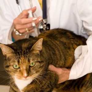 Inoculări ale pisicilor: ce trebuie făcut și când