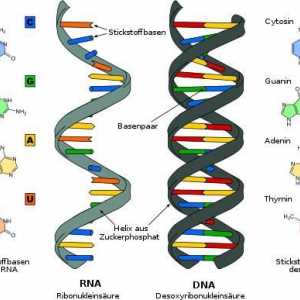 Prelucrarea este ... procesarea ARN (modificări posttranscripționale ale ARN)