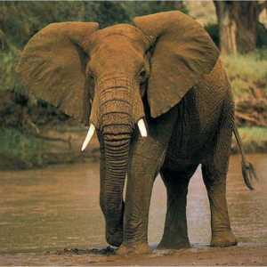 Speranța de viață a unui elefant. Câți ani trăiește un elefant în diferite condiții?