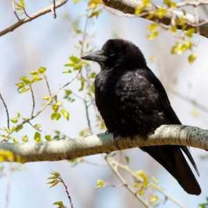 Originea păsărilor: caracteristici, fapte și descrieri interesante. Semnificația și protecția…