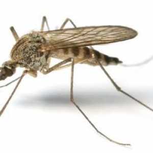 Modalități dovedite de a scăpa de țânțarii din apartament