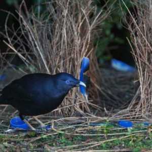 Bird Hawker: descriere, habitat și fapte interesante