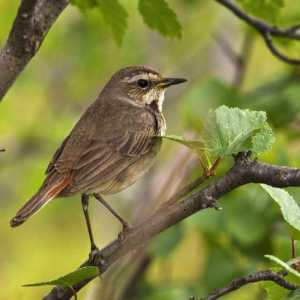 Păsările de la păsări: un mod de viață și habitat