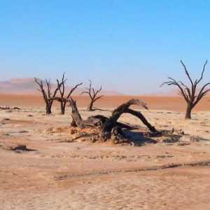 Desert: probleme de mediu, viața deșertului